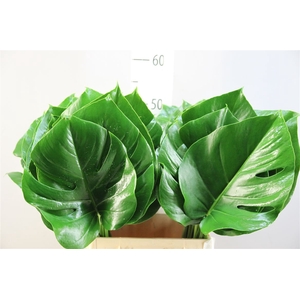 Monstera 23