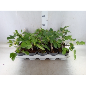 Ficus carica