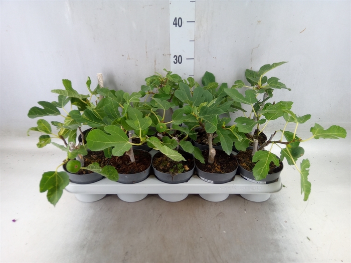 <h4>Ficus carica</h4>