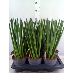 Sansevieria cyl.  ...