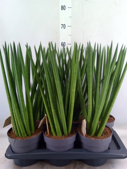 <h4>Sansevieria cyl.  ...</h4>