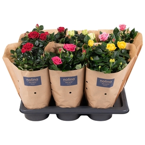 Nolina Roses Ø 17 cm Mix Paper sleeve