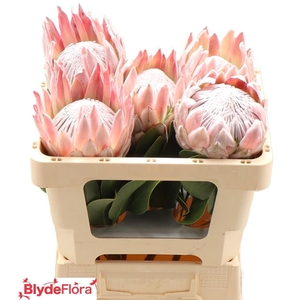 PROTEA CYNAROIDES