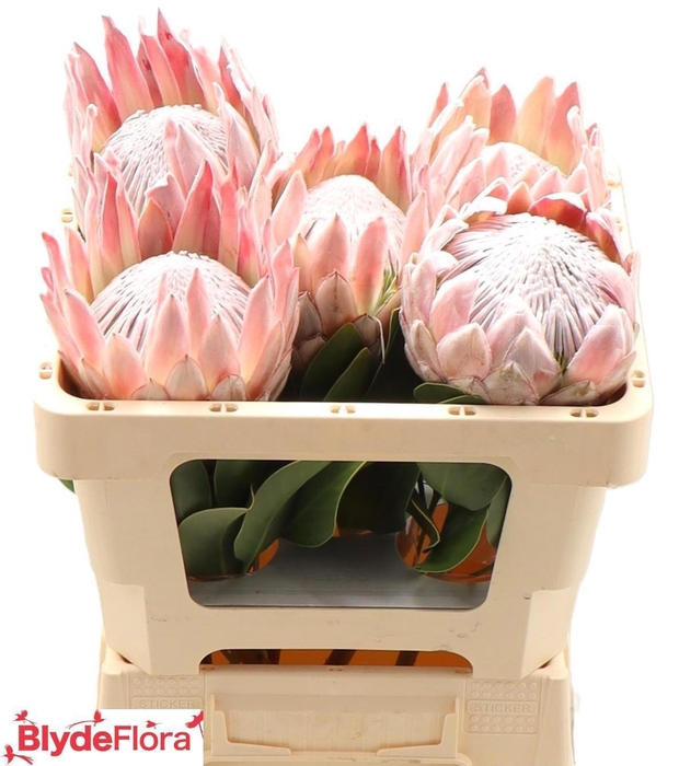 <h4>PROTEA CYNAROIDES</h4>