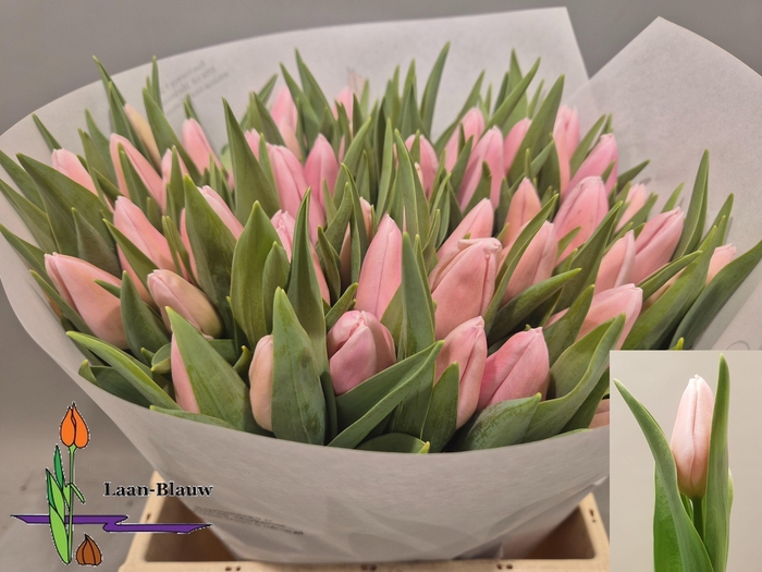 <h4>TU EN GABRIELLA</h4>