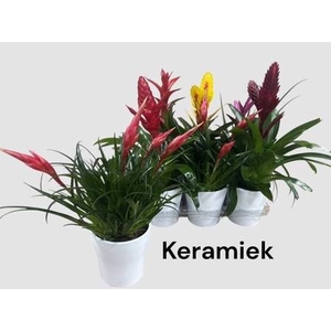 BROMELIA GEM