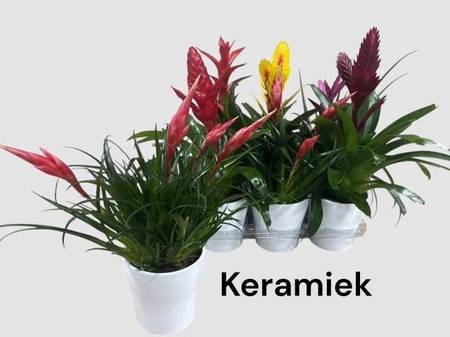 <h4>BROMELIA GEM</h4>