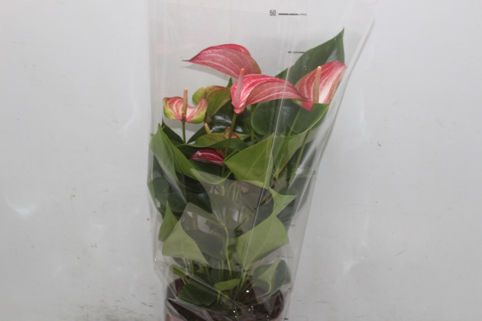 <h4>ANTHURIUM LIVIUM RED P17 BICOLOR</h4>