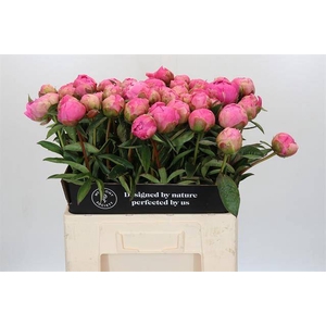 Paeonia jacorma