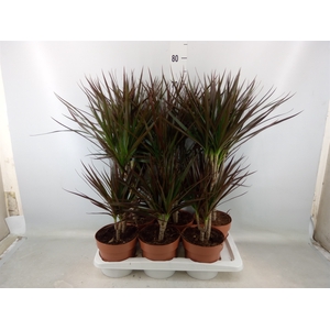 Dracaena marg. 'Magenta'