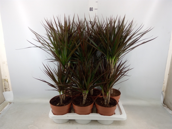 <h4>Dracaena marg. 'Magenta'</h4>