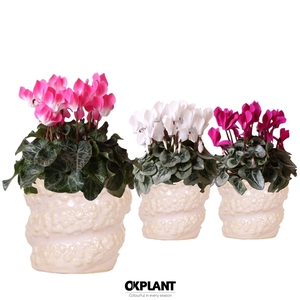 Cyclamen mix in Octopus pot