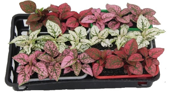 HYPOESTES JARDINEIRA 785ML