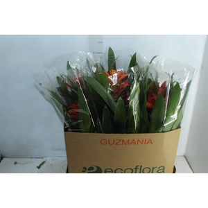 GUZMANIA VARIADA P14