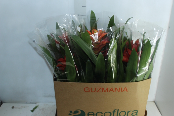 GUZMANIA VARIADA P14