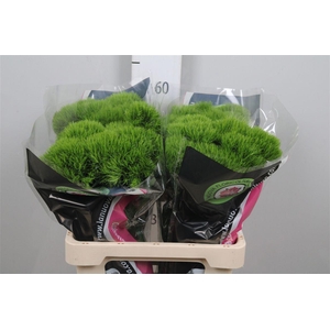 Dianthus Br Kiwi Mellow