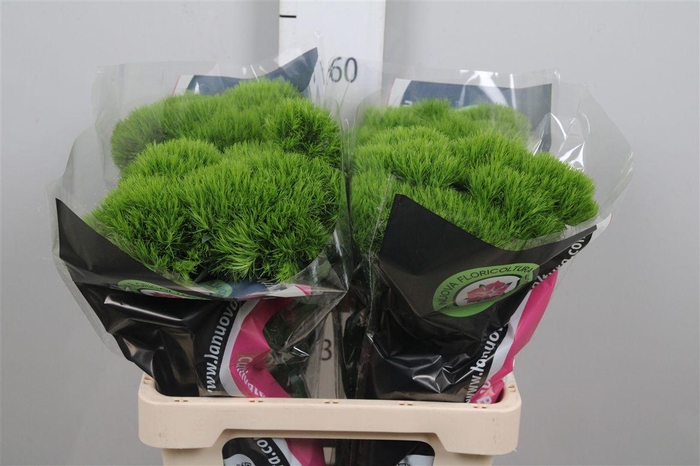 Dianthus Br Kiwi Mellow