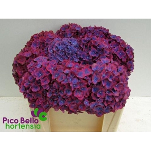 Hydrangea amber