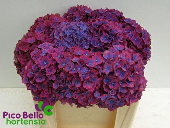 <h4>Hydrangea amber</h4>