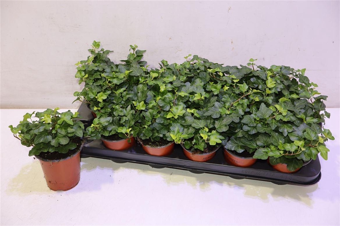 <h4>Hed He Wonder</h4>