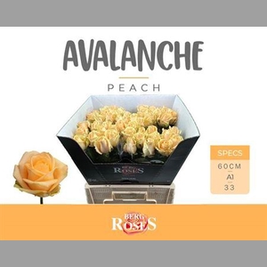 R Gr Avalanche Peach