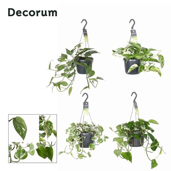 <h4>Epipremnum pinnatum gemengd hang</h4>