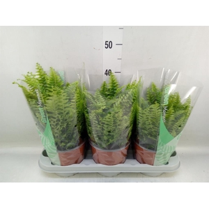 Nephrolepis exal. 'Green Moment'