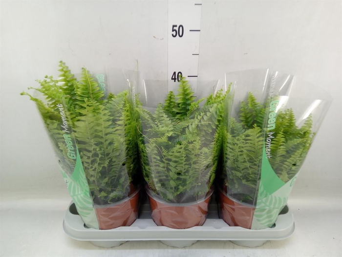 <h4>Nephrolepis exal. 'Green Moment'</h4>
