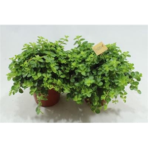 15CM ROTUNDIFOLIA