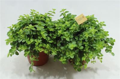 <h4>15cm Xl Pep Rotund</h4>