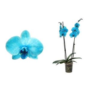 Phal I am Ocean Blue 2T14+