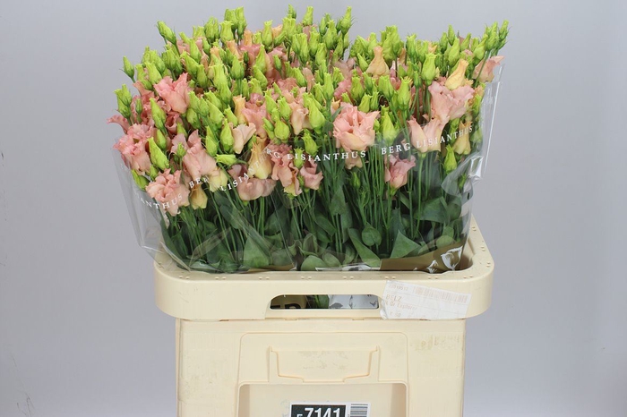 <h4>Eust E Falda Apricot</h4>