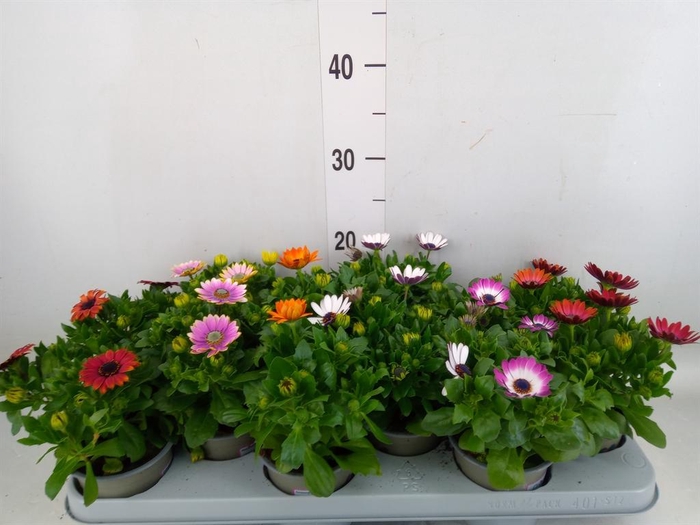 <h4>Osteospermum   ...mix</h4>