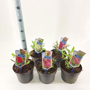 Buddleja Butterfly Candy Gemengd