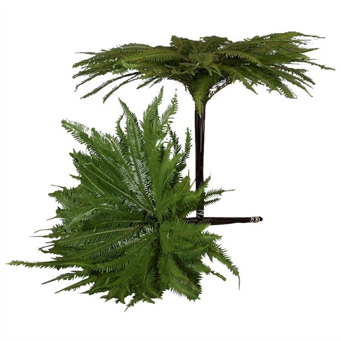 <h4>Umbrella Fern</h4>