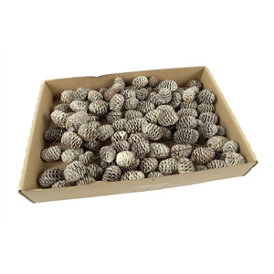 Leucadendron murii o/dr. stone wash