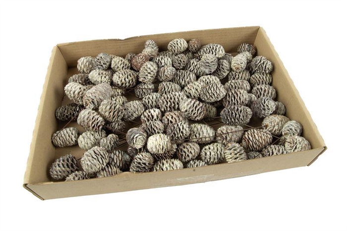 <h4>Leucadendron murii o/dr. stone wash</h4>