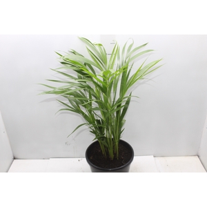 ARECA BAMBU P24