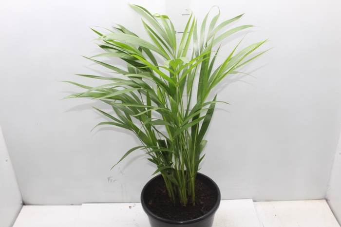 <h4>ARECA BAMBU P24</h4>