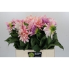Dahlia Cafe Au Lait