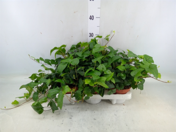 <h4>Hedera helix 'Mein Herz'</h4>