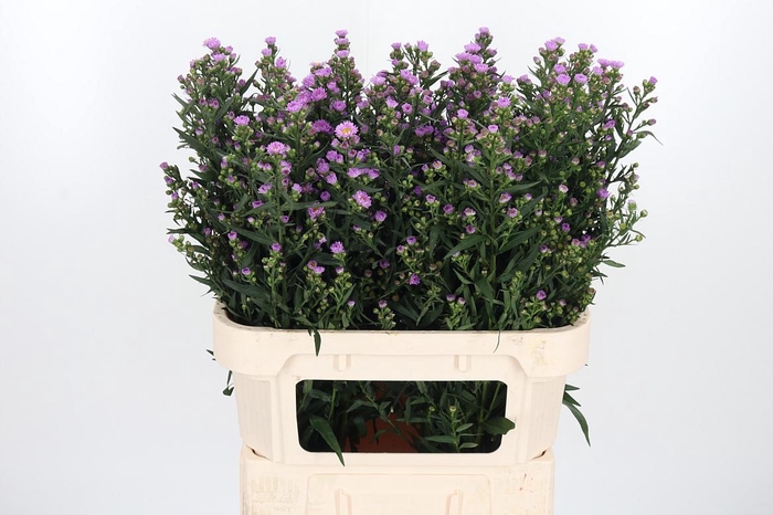 <h4>Aster Painted Lady</h4>
