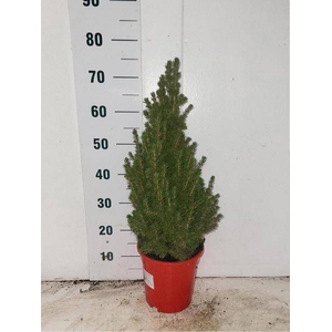 PICEA GL CONICA