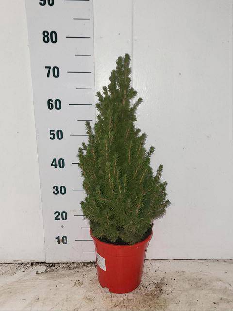 <h4>PICEA GL CONICA</h4>