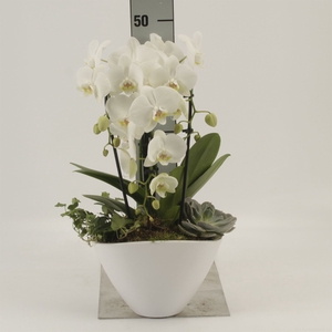 Phalaenopsis  'Elegant Cascade'