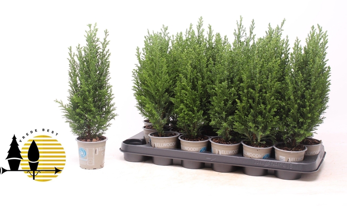 <h4>CHAM L ELLWOODII</h4>