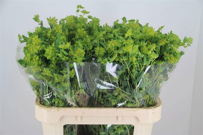 <h4>BUPLEURUM ROTUNDIFOL</h4>