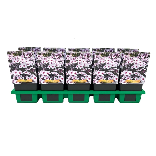 <h4>Phlox paniculata Early® 'Blush Pop' P11</h4>