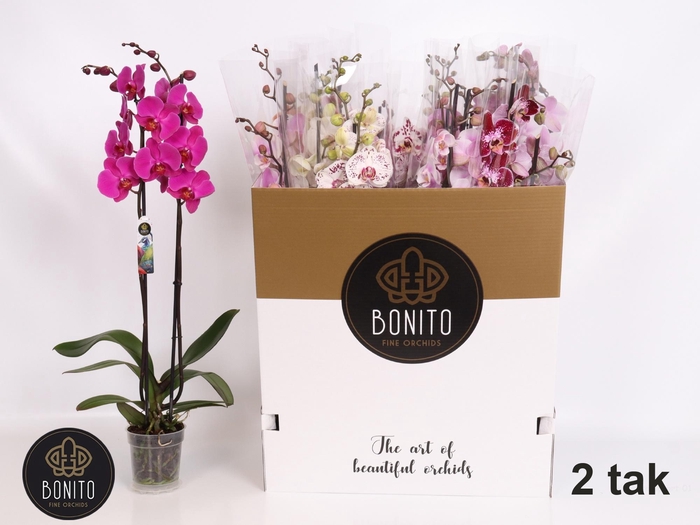 <h4>PHAL GEM 10 KL</h4>