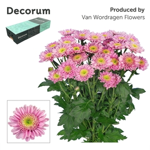 Chr T Optimist Decorum exportbox